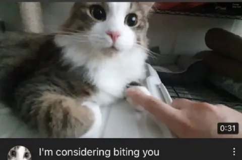 Cat Considering Biting You