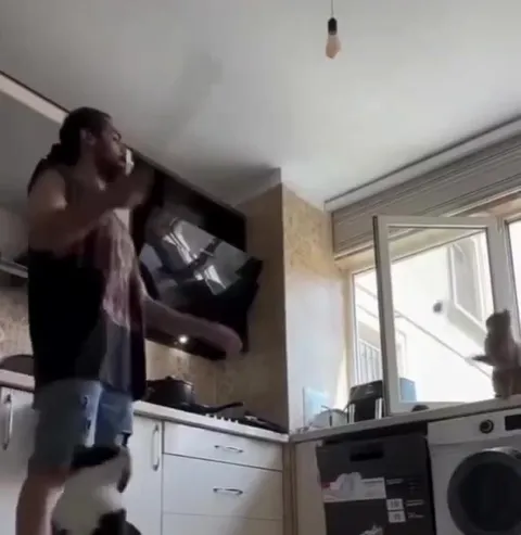 Кот танцует под музыку на кухне