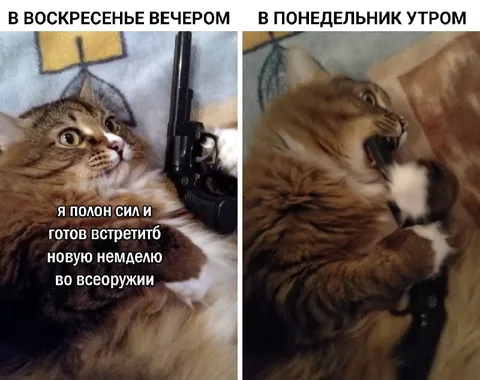 Кот готов к новой неделе