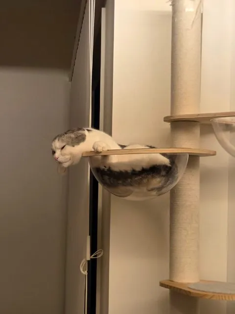 Кот уснул в гамаке