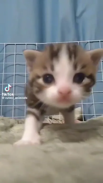 Котёнок идёт прямо в камеру