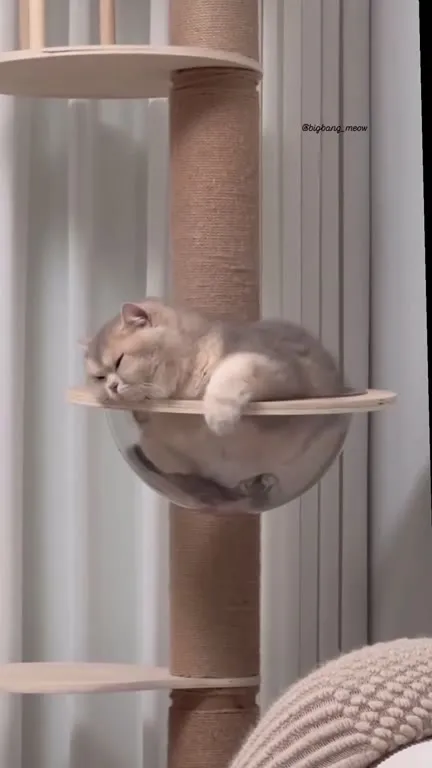 Котик засыпает в гамаке