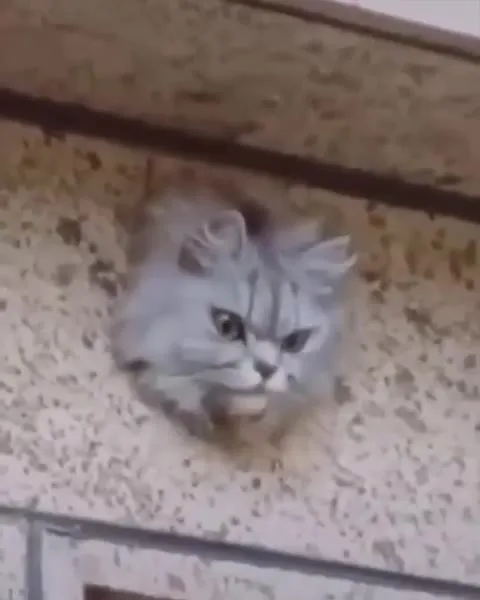 Кот вылезает из стены