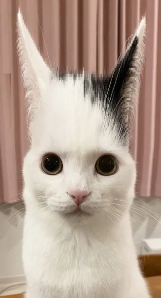 Белый кот с ушами вверх