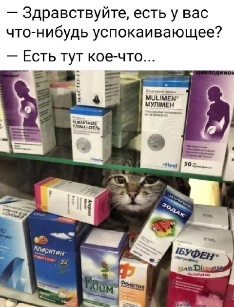 Успокоительное для тревожного кота