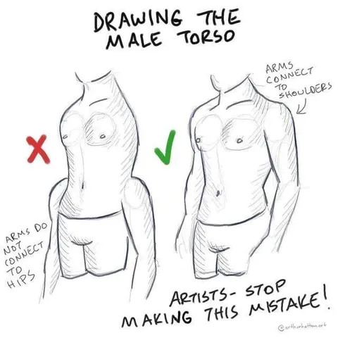 Drawing the Male Torso Correctly