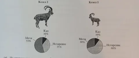 Козлы и состав экскрементов