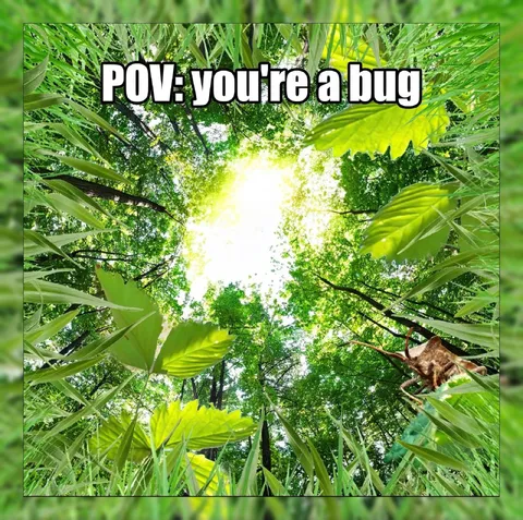 POV: You're a Bug