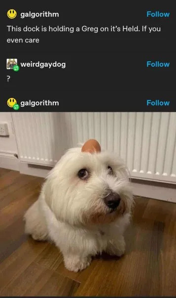 Dog Holding a Greg