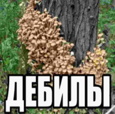 Дебилы на дереве