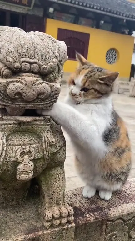 Кот знакомится с каменным львом