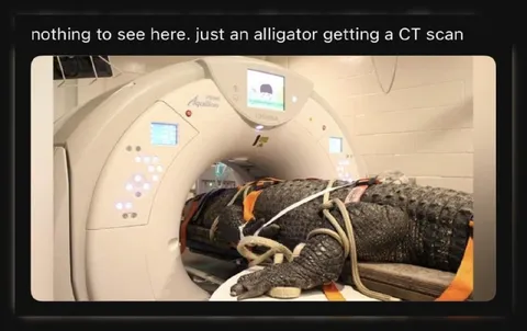 Alligator Gets a CT Scan