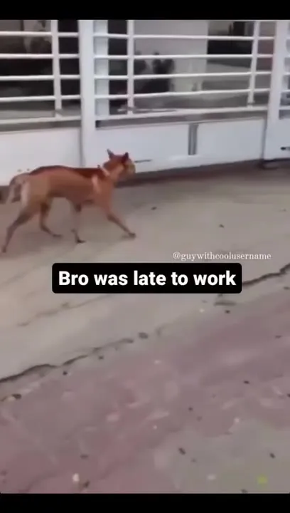 Dog Was Late to Work