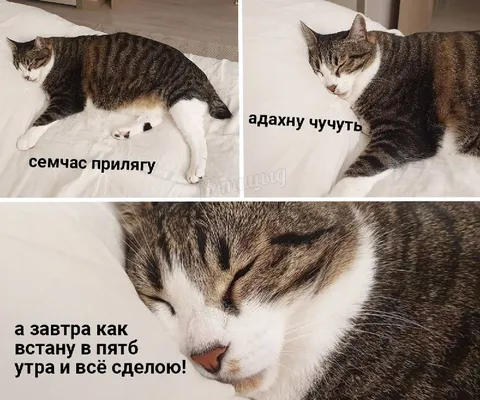 Сейчас прилягy, а завтра всё сделаю