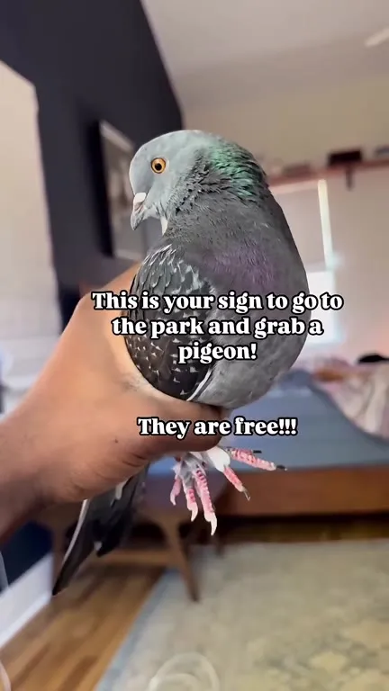 Free Pigeon at the Park