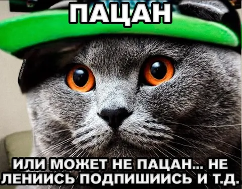 Пацан-кот просит подписаться