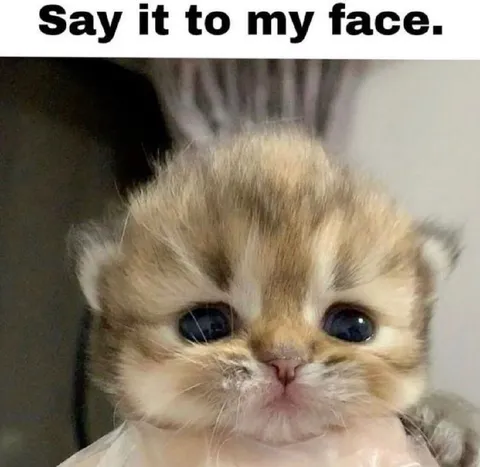 Say It to My Face Kitten