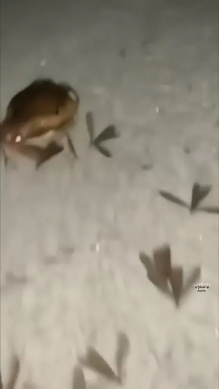 Лягушка тонет в листьях