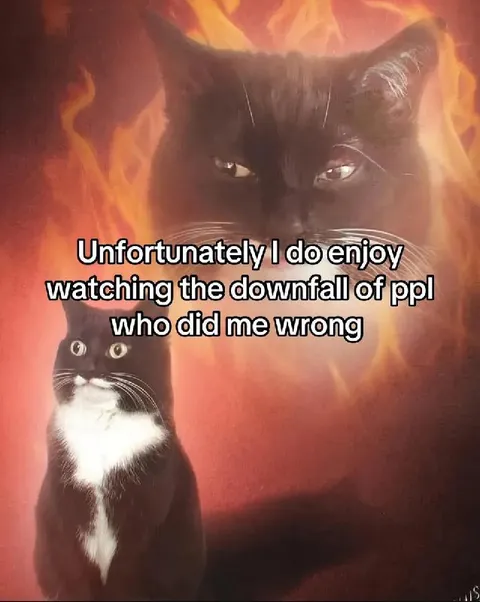 Cat Enjoys Watching Downfall
