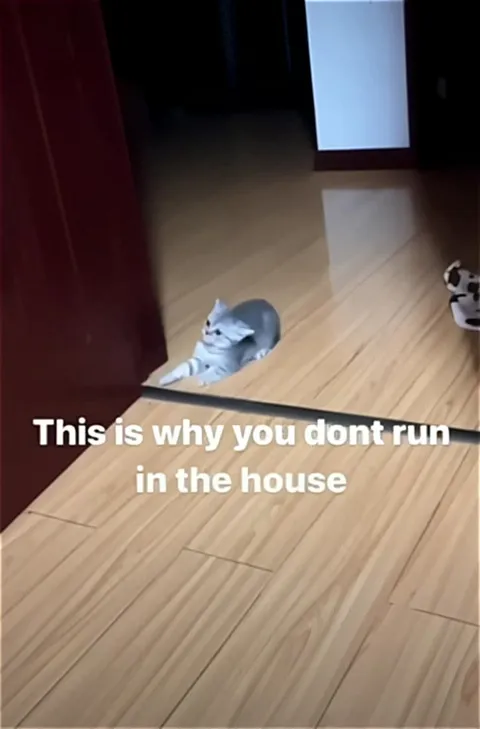 Cat Stops the Indoor Runner