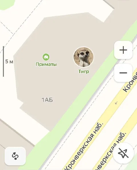 Тигр среди приматов на карте