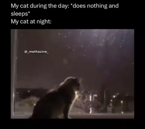 Cat at Night Goes Full Batman