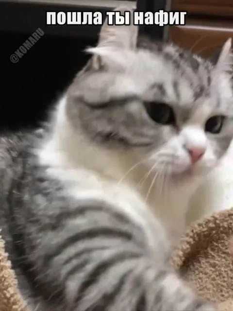 Когда кот послал мир
