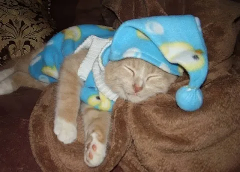 Котёнок в шапке спит