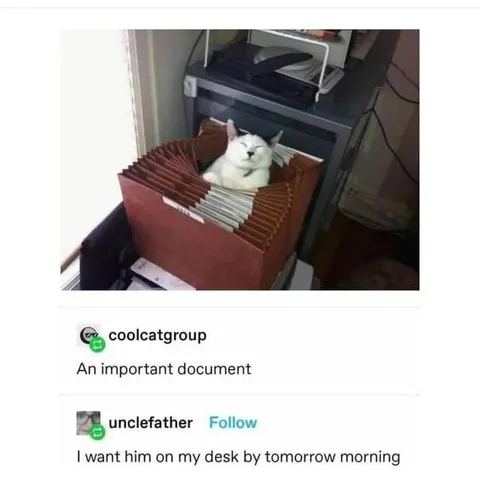 Cat as an Important Document