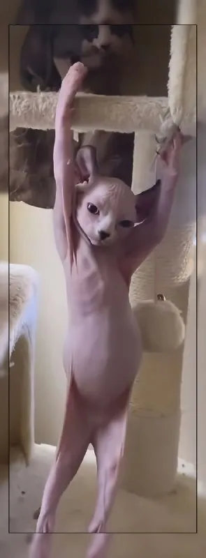 Кот повис на когтеточке
