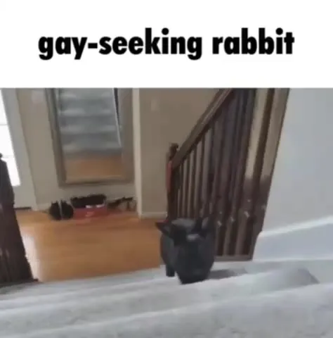 Gay-Seeking Rabbit on Stairs