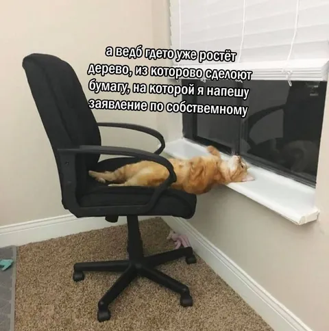 Кот готовится уволиться