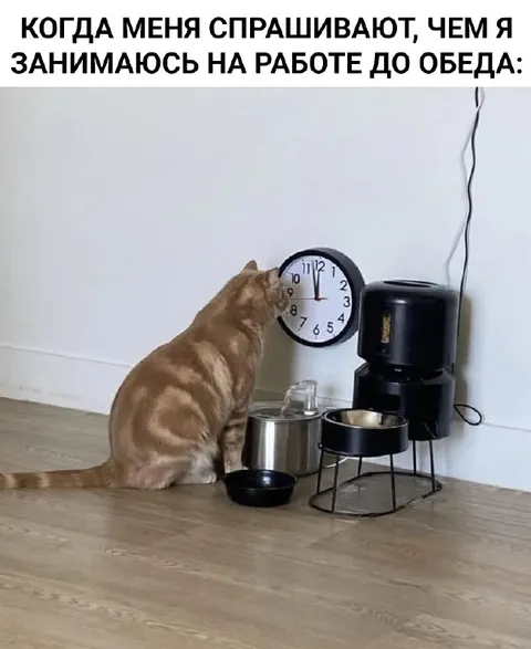 Кот проверяет время до обеда