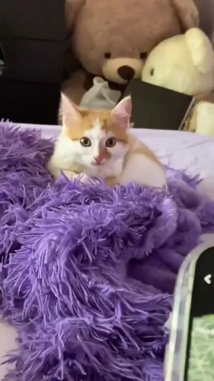 Кот услышал загадочную музыку