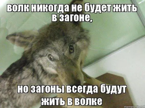 Волк и загоны