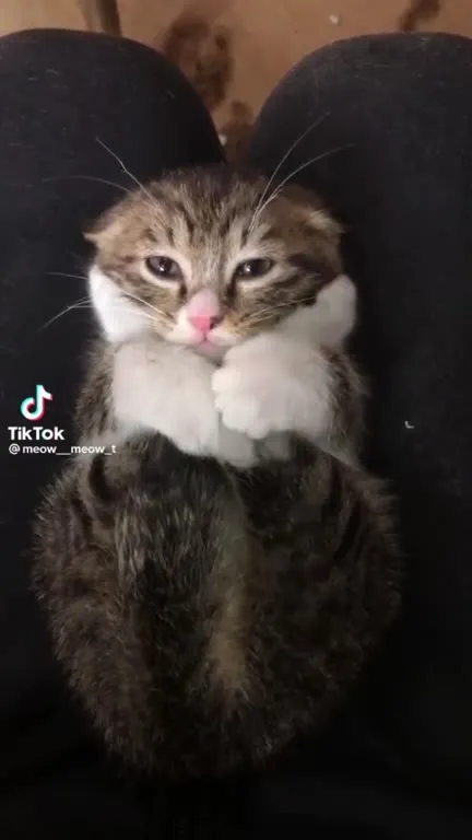 Котик с сонным взглядом