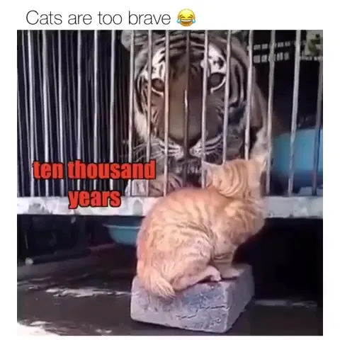 Cats Are Too Brave