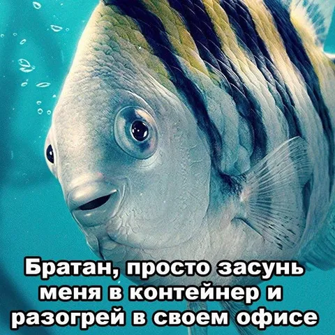 Рыба просится в офисный контейнер