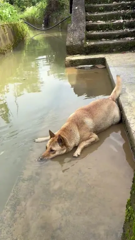 Собака лежит в воде