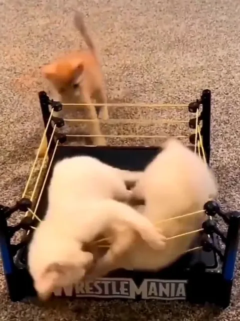 Kittens Wrestling in WrestleMania Ring