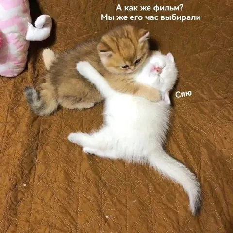 Мы же его час выбирали