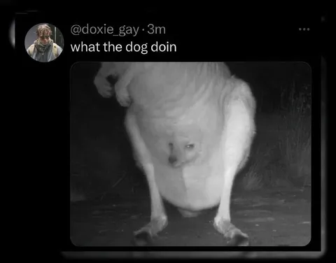 What the Dog Doin