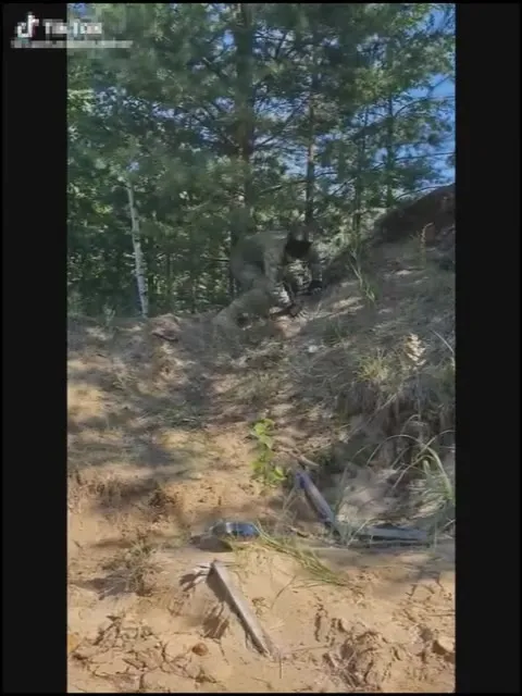 Камуфляжный ползун в лесу