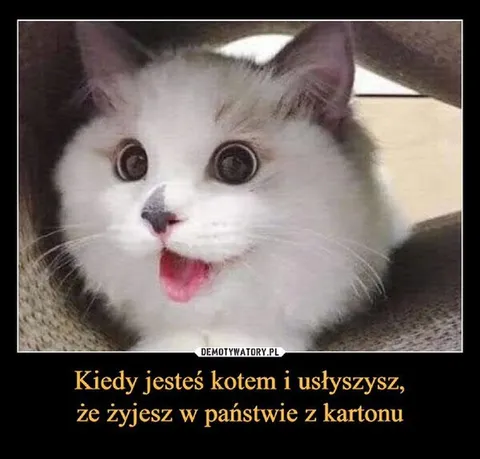 Kot słyszy o państwie z kartonu