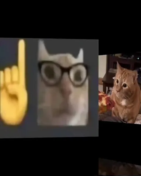 Cats Smell Pizza Too Much
