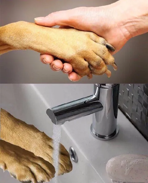 Собака моет лапы