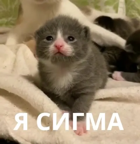 Я СИГМА — плачущий котёнок