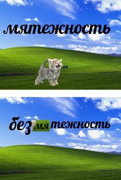 Котёнок превращает мятежность в безмятежность