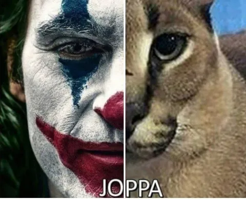 JOPPA: Джокер и верблюд