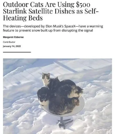 Cats Use Starlink as Heated Beds